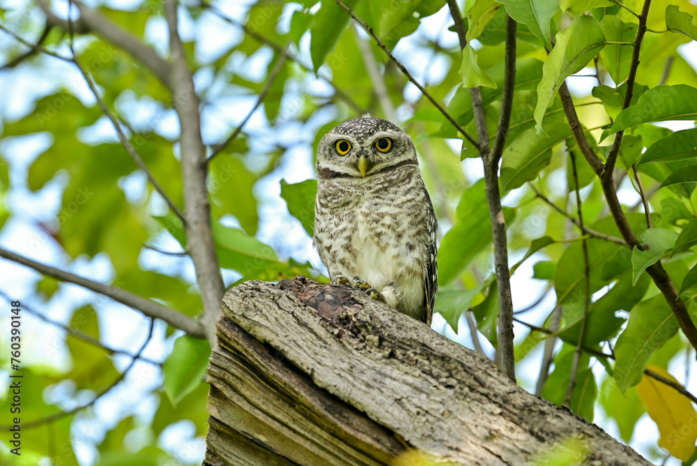 The young spotted Owlet on branch in Benjakiti park in Bangkok Thailand.