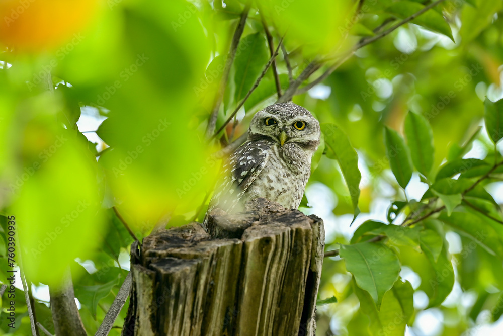 The young spotted Owlet on branch in Benjakiti park in Bangkok Thailand. The young spotted Owlet on branch in Benjakiti park in Bangkok Thailand.