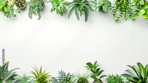 Fresh green plant border on white background