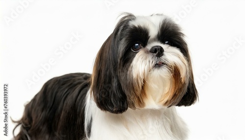 small breed Shih Tzu dog - Canis lupus familiaris - long haired companion lap animal isolated on white background laying down looking at camera