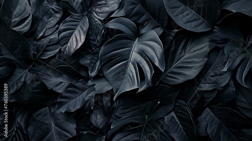 Top view of black leaves  tropical leaf background.