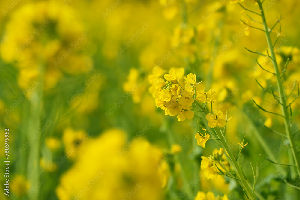 Obraz premium 菜の花畑の輝き