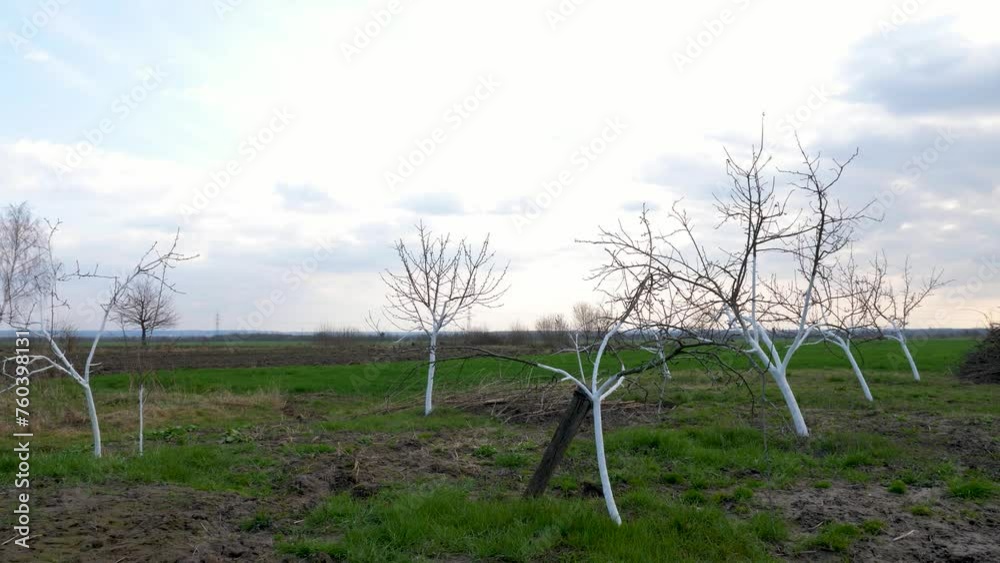 Whitened the fruit trees in the garden. Gardening. Spring garden care. Whitened the fruit trees in the garden. Gardening. Spring garden care.