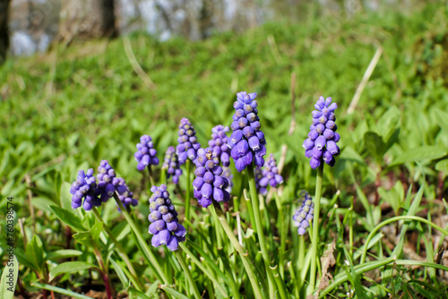 Grape Hyacinth aka Muscari in a woodland setting
 photo