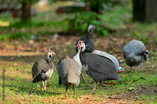 Helmeted guineafowl, guineahen walking on the lawn.