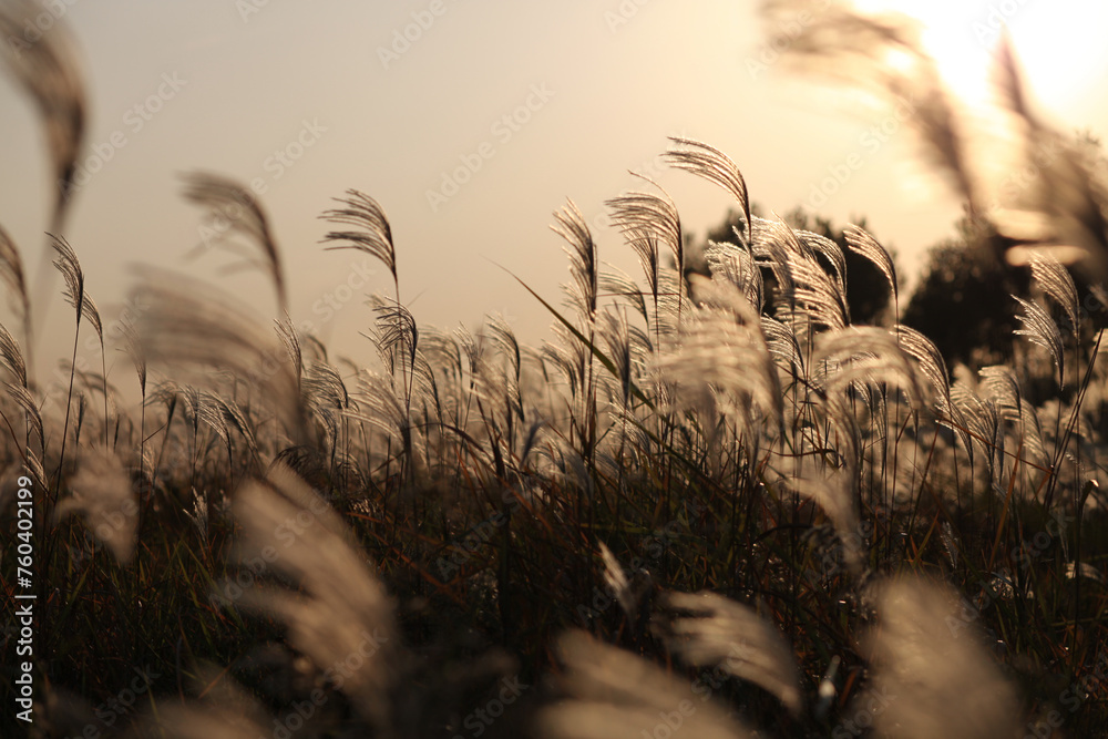 a field of sundown reeds - obrazy, fototapety, plakaty 