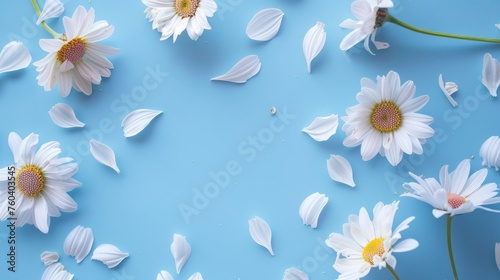 White daisies on blue background. Flat lay floral arrangement with copy space