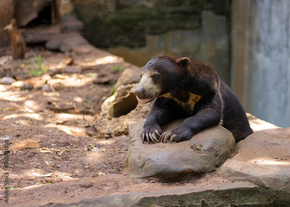 honey bear sitting in the forest atmosphere