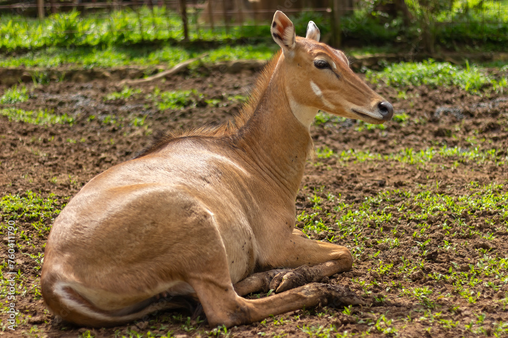 Asian antelope, Nilgai, endemic antelope in India Asian antelope, Nilgai, endemic antelope in India
