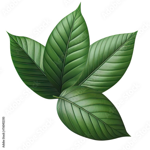 leaf green isolate PNG transparent
