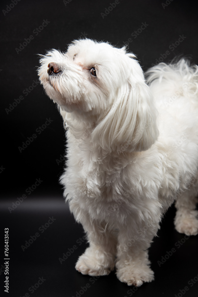 Cute white male Maltese dog on a black studio background Cute white male Maltese dog on a black studio background