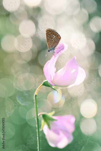 Beautiful butterfly on a pink flower with bokeh background.
