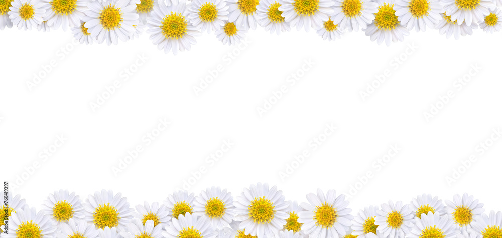 Many beautiful daisies For making background images PNG transparent