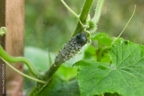 Growing cucumbers in the farm. Green plant
