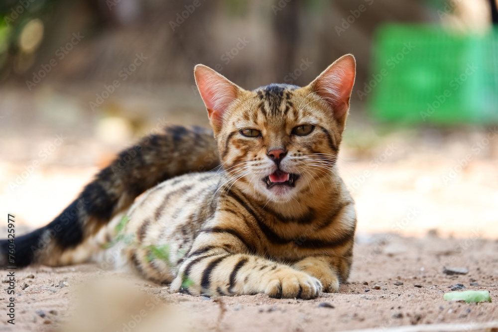 portrait of leopard print cat on the ground