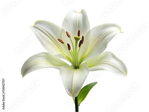 White lily flower. isolated on transparent background.