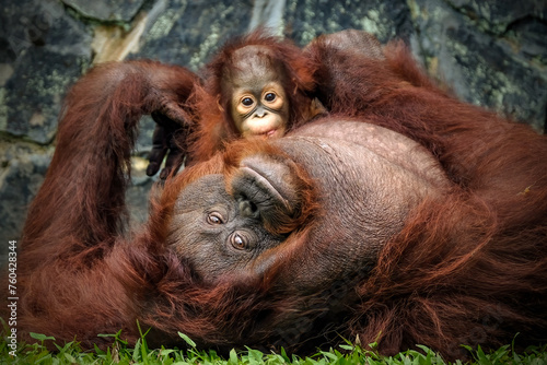 Orangutan baby and mom cute two animals