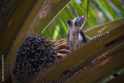 Masked palm civet or Paguma larvata photo