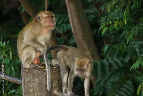Photography male and female Long-tailed macaques (Macaca fascicularis) also known as cynomol