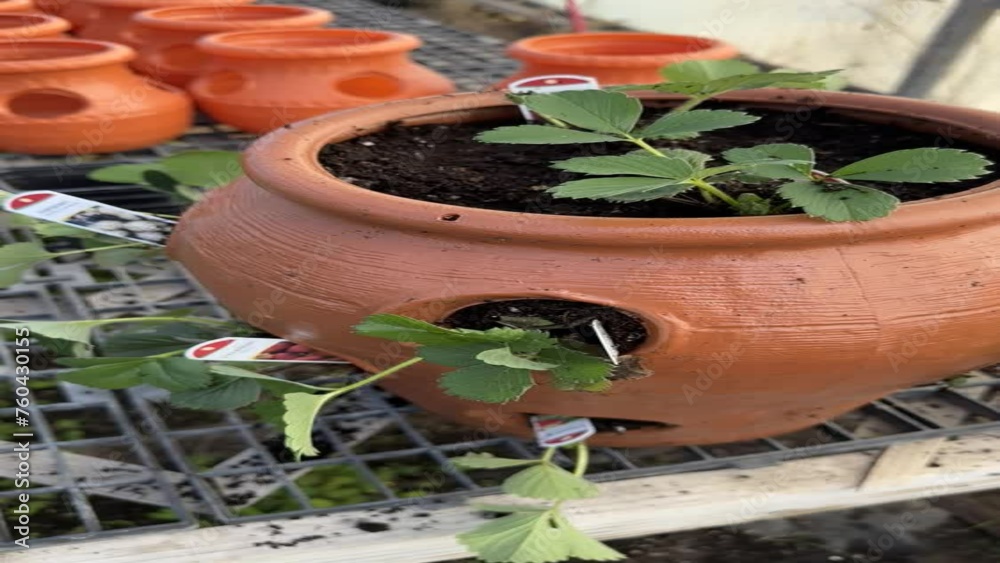 Video of strawberry plants in a tiered planter