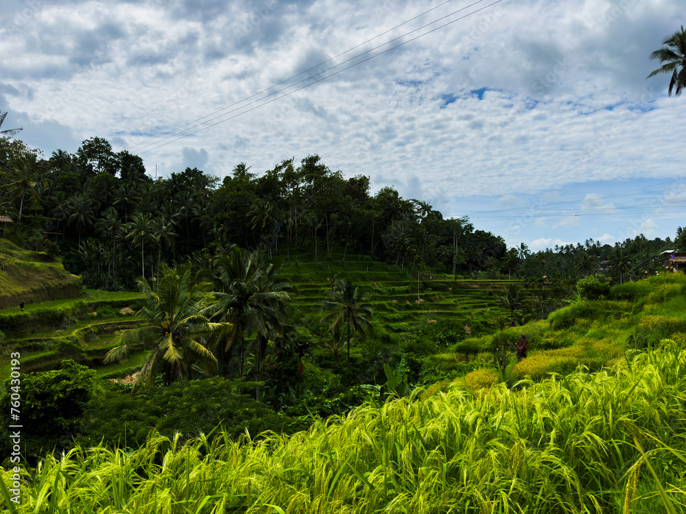 Tropical landscape with vibrant green fields in Ubud, Bali, Indonesia.