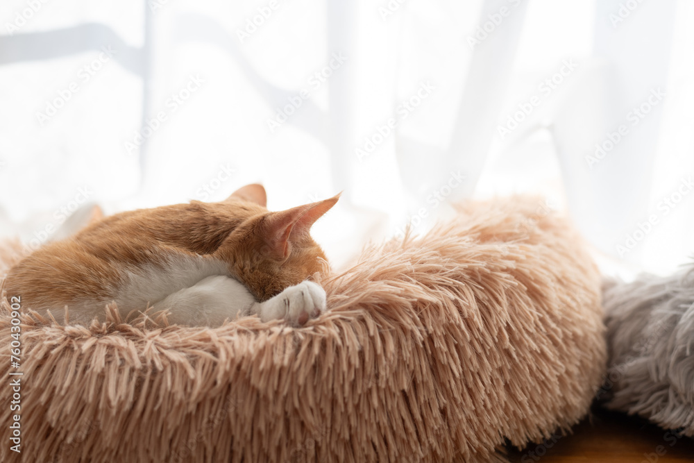 眠る猫 茶トラ白 眠る猫 茶トラ白