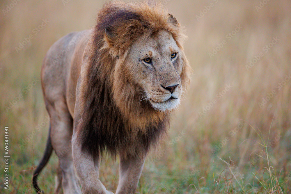 A photo of a male lion in Masai Mara. .