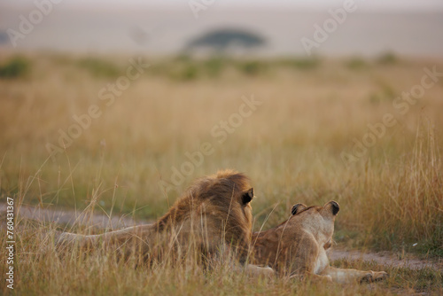 A pair of lion and lioness sitting in grassland in Masai Mara Kenya, in golden sunrise hour