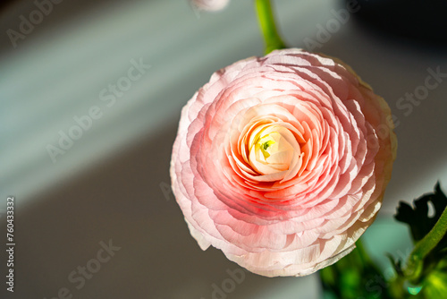 Delicate ranunculus flower blooming in soft natural light indoors