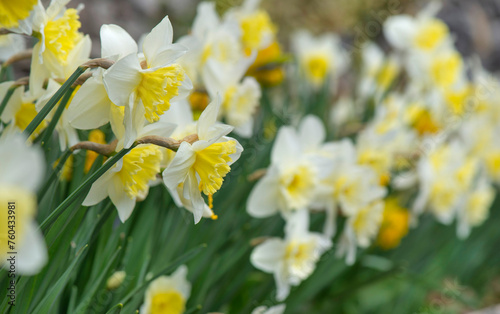beautiful yellow daffodils blooming in a flower bed in a garden