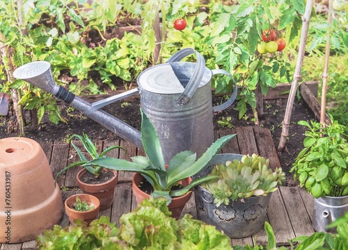 fresh basil and succulent plants in decorative flower pot growing outdoors  i...