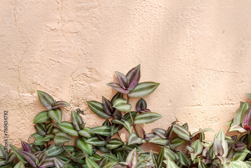 Purple leaf plant silver inch  or tradescantia zebrinahort growing on wall background photo