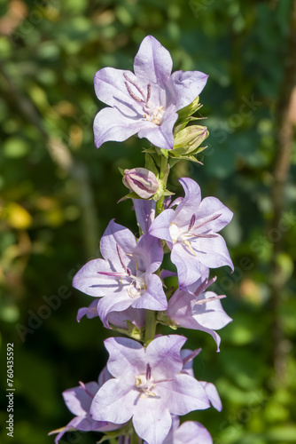 close up of pretty purple flowers of campanula pyramidalis the chimney bellflower photo