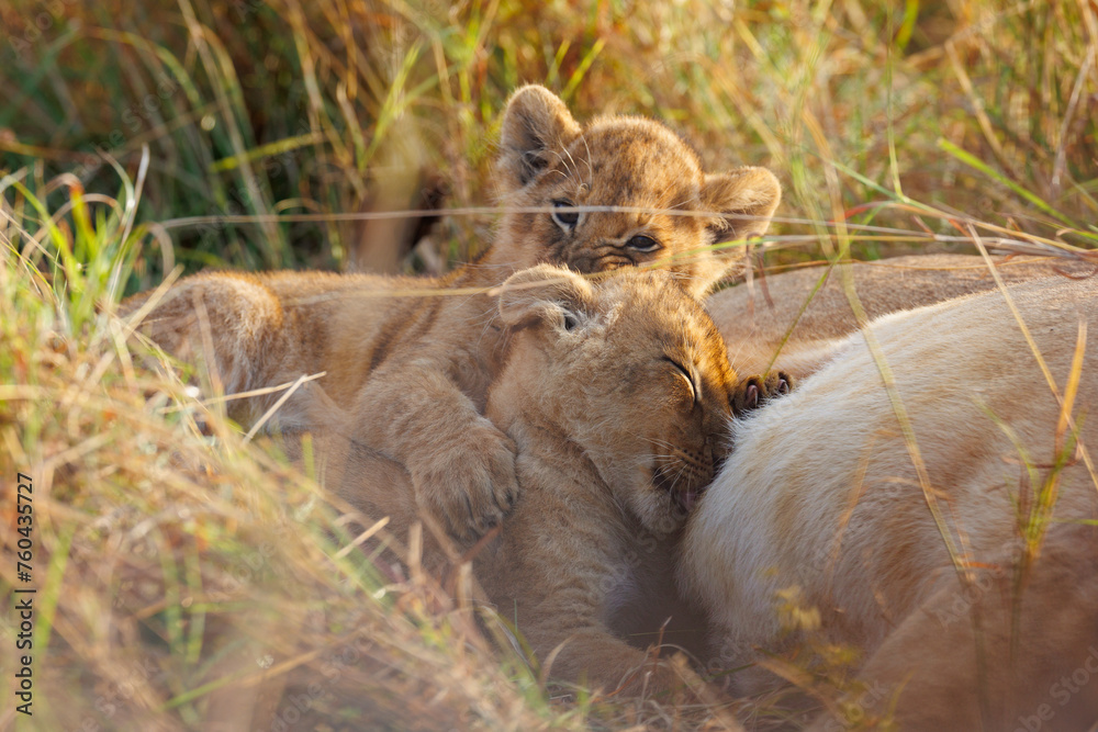 Obraz premium A backlit photo of Lion cubs with mother at Masai Mara, Kenya. The cubs are play fighting.
