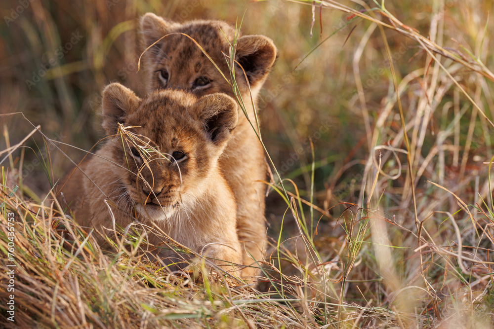 A backlit photo of Lion cubs with mother at Masai Mara, Kenya. The cubs are play fighting. A backlit photo of Lion cubs with mother at Masai Mara, Kenya. The cubs are play fighting.