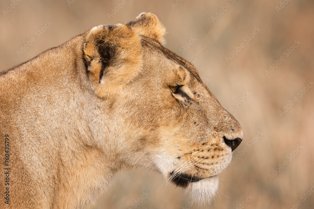 A subadult lioness in Masai Mara. Side profile photo of the lioness. A subadult lioness in Masai Mara. Side profile photo of the lioness.