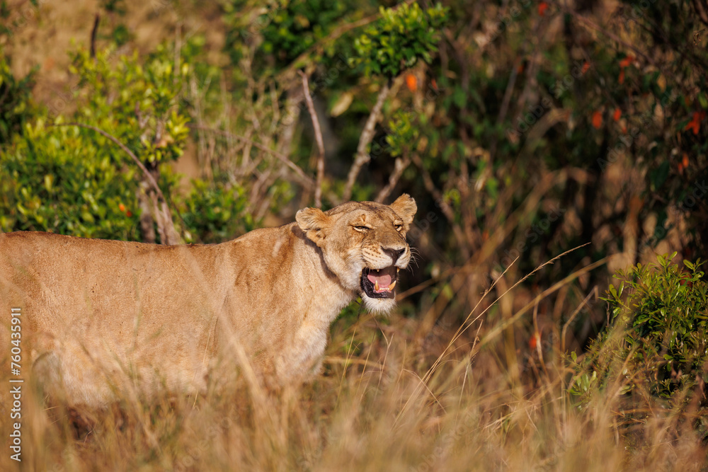 Naklejka premium A subadult lioness in Masai Mara. Side profile photo of the lioness.