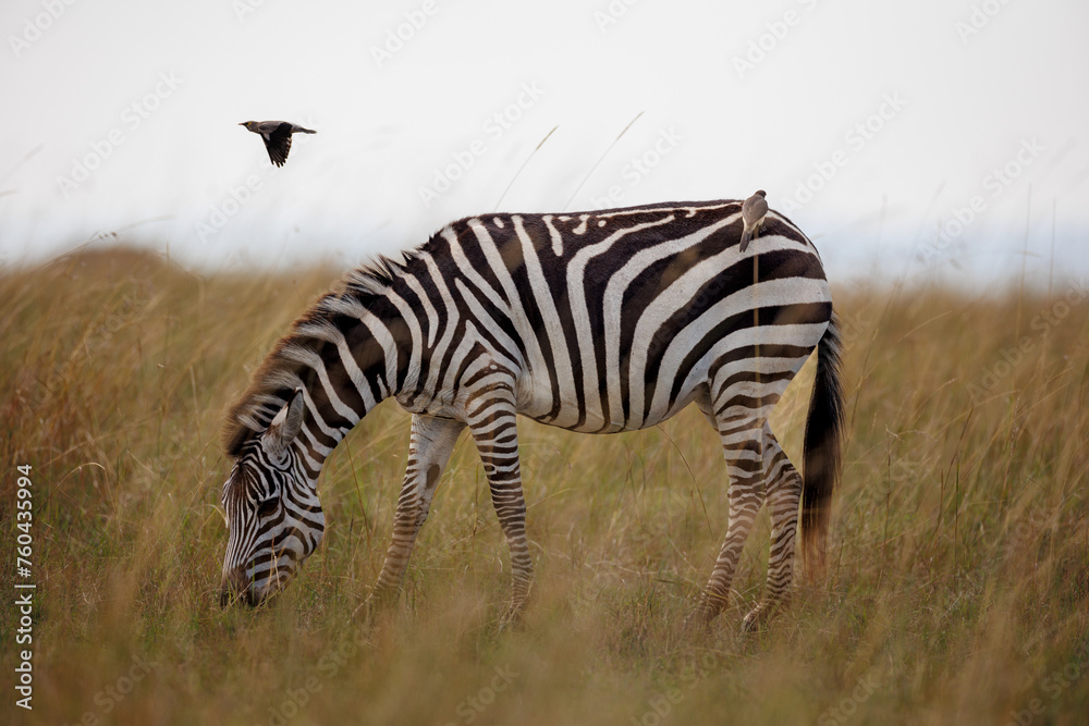 Obraz premium Zebra in Open Savannah Grasslands of Masai Mara, Kenya – September 2023