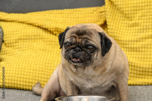 pug drinks water from a bowl on the sofa 2 © Михаил Шорохов