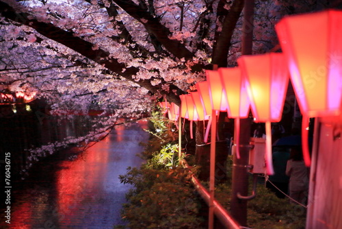 目黒川桜まつりのライトアップ photo