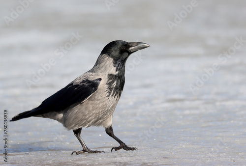 Photography Crow