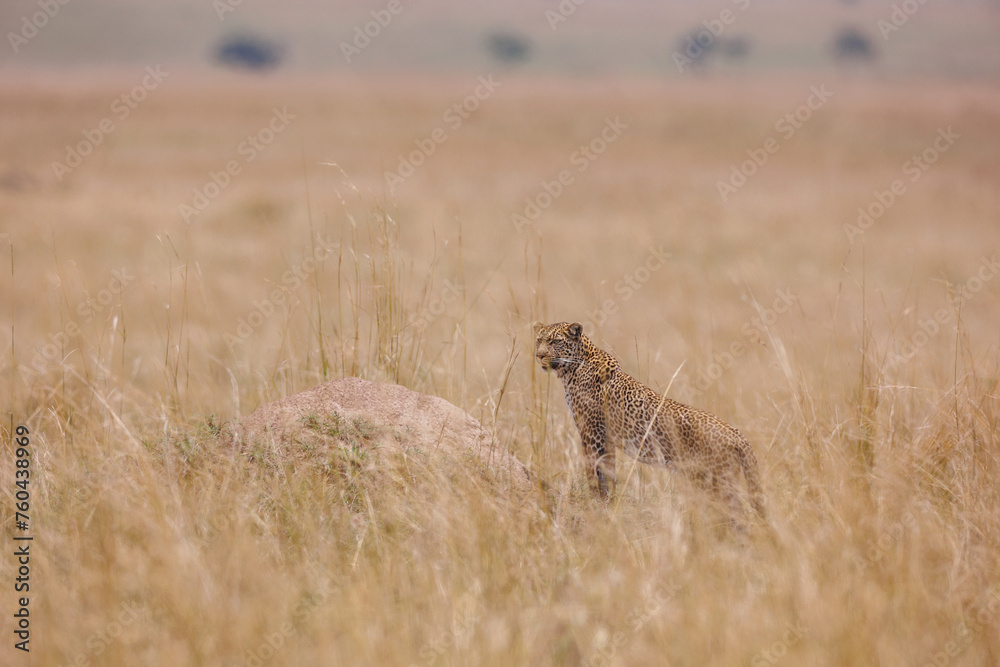 Naklejka premium A photo of a leopard walking in open grassland in Masai Mara Kenya