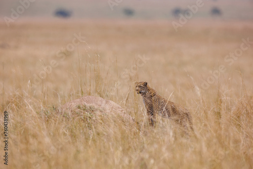 A photo of a leopard walking in open grassland in Masai Mara Kenya