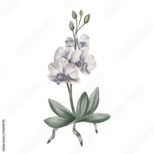 Fototapeta Naklejka Na Ścianę i Meble -  White orchid flower Tropical plants,orchid branch with leaves and roots.watercolor illustration, greeting card frame border flowers, orchids, and leaves for wedding stationery, background, postcard.