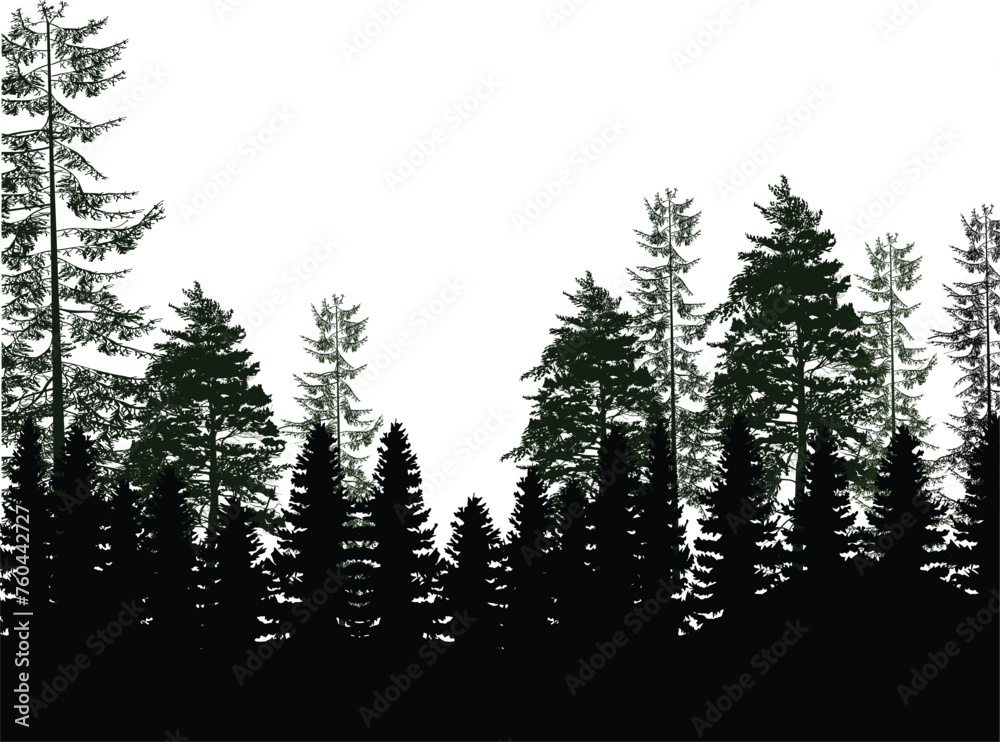 black and dark green coniferous forest isolated on white - obrazy, fototapety, plakaty 