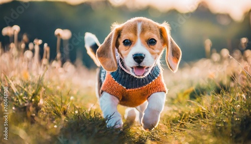 セーターを着ているかわいい子犬のお散歩