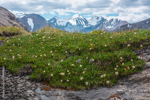 Many beautiful alpine small white flowers on grassy rock against few big snowy pointy peaks far away. Flowering vivid green grass rocky hill with view to three large snow peaked tops in cloudy sky.