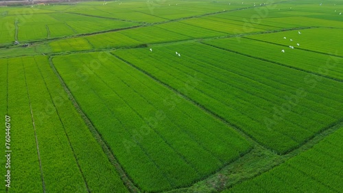Aerial shot of green rice fields with storks flying.