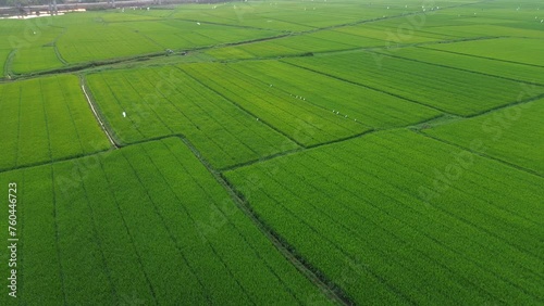 Green rice fields with storks in the morning, aerial cinema scene.
