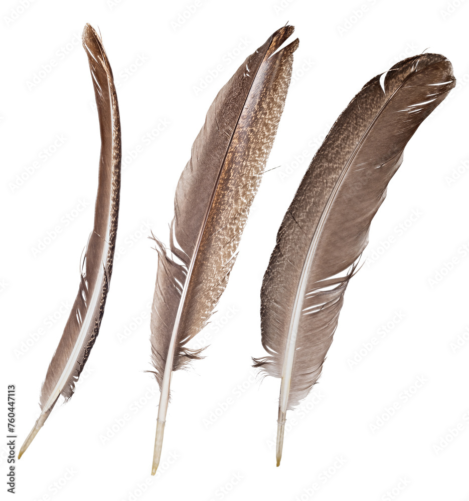 Fototapeta premium crane long three brown feathers isolated on white